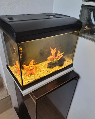 acquario 