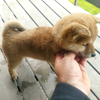 Shiba inu