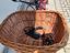 Immagine 6