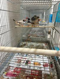 Bengalini diamantini