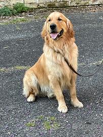 Golden retriver per monta