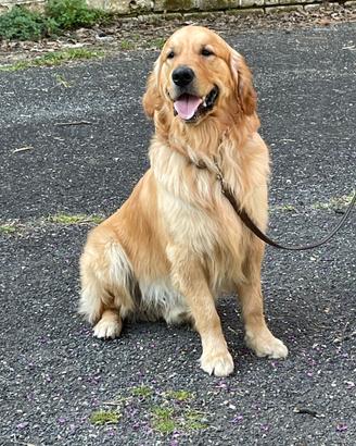 Golden retriver per monta