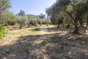 TER. AGRICOLO A MARCELLINA