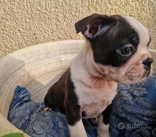 Boston Terrier