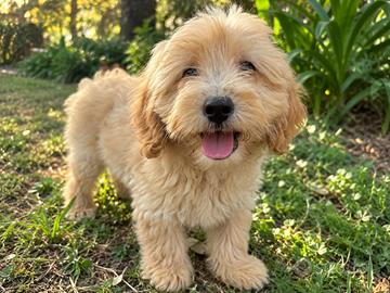 Cucciola Maltipoo femmina nano – 2 mesi