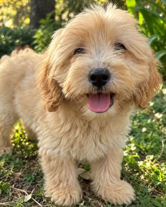 Cucciola Maltipoo femmina nano – 2 mesi