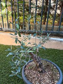 Bonsai Ulivo