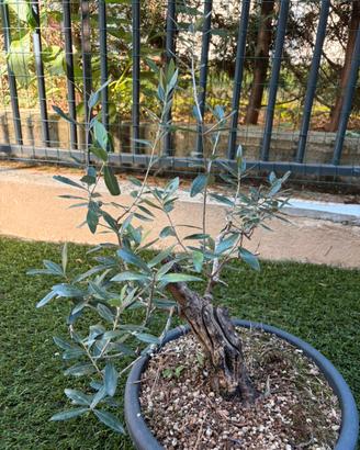 Bonsai Ulivo