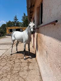 Cavalla araba
