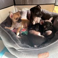 Cucciole chihuahua femmine