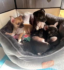 Cucciole chihuahua femmine