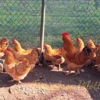 Avicoli robusta lionata