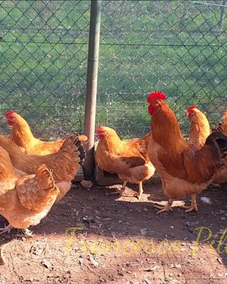 Avicoli robusta lionata