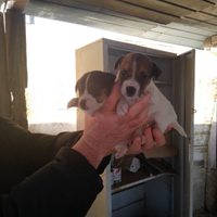 Stupendi cuccioli di Jack Russell gamba corta
