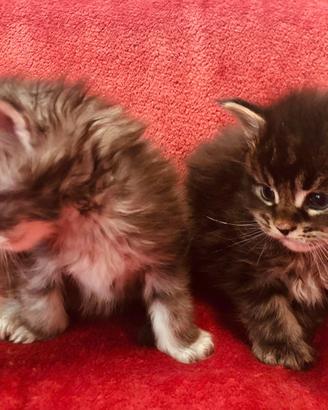Maine coon cuccioli