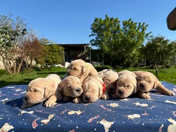 Stupendi cuccioli di golden retriver di casaluys