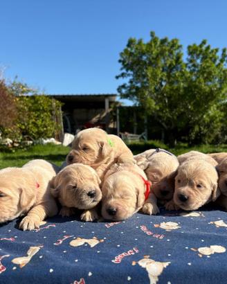 Stupendi cuccioli di golden retriver di casaluys