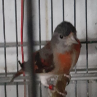 Esotici cardinalini del venezuela