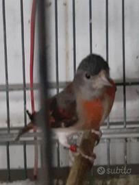 Esotici cardinalini del venezuela