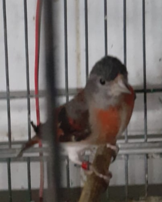 Esotici cardinalini del venezuela