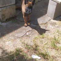 Cuccioli pastore belga malinois