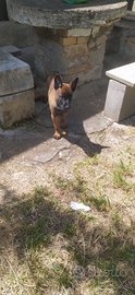 Cuccioli pastore belga malinois
