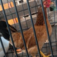 Gallina