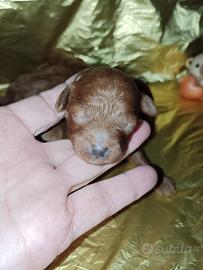 Barboncini toy pedigree enci