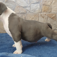 American Bully pocket