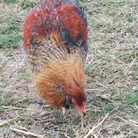 Galline uova celesti