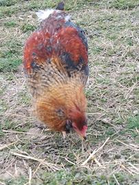 Galline uova celesti