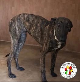 HAVANA giovanissima Galgo