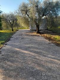 Terreno uliveto