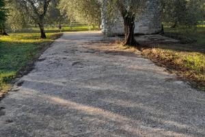 Terreno uliveto