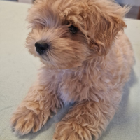 Maltipoo cuccioli