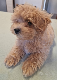 Maltipoo cuccioli