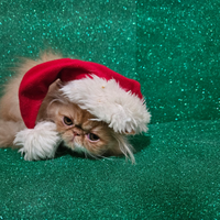 Gatto persiano ipertipico