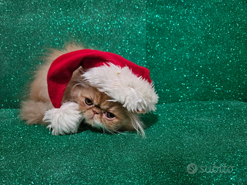 Gatto persiano ipertipico