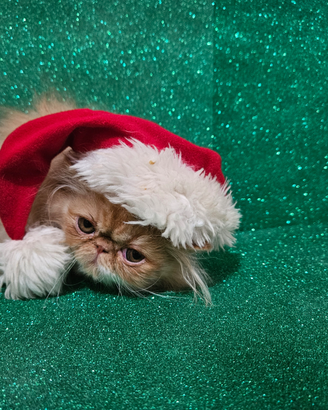 Gatto persiano ipertipico