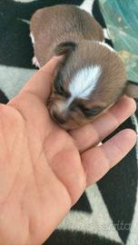 Cucciolo di piccola taglia