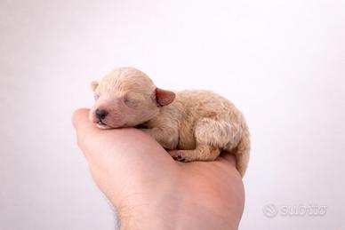 Cucciola barboncino toy