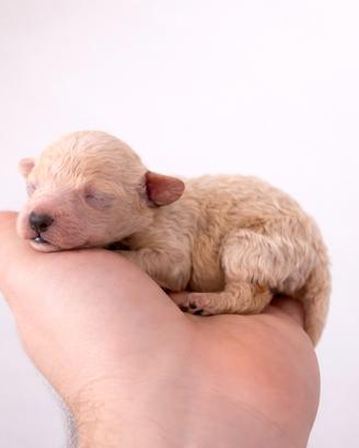 Cucciola barboncino toy