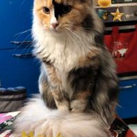 Maine Coon femminuccia
