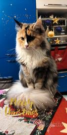 Maine Coon femminuccia