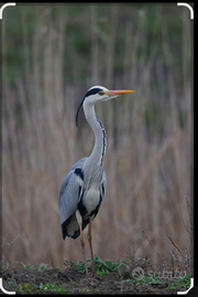 Coppia airone cenerino