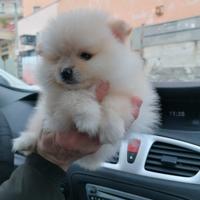 Spitz volpino pomerania