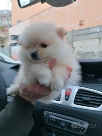 Spitz volpino pomerania