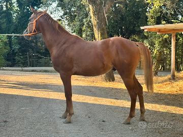 Quarter horse