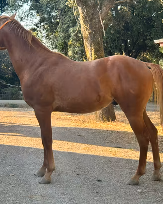 Quarter horse