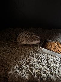 Cuccioli ricci